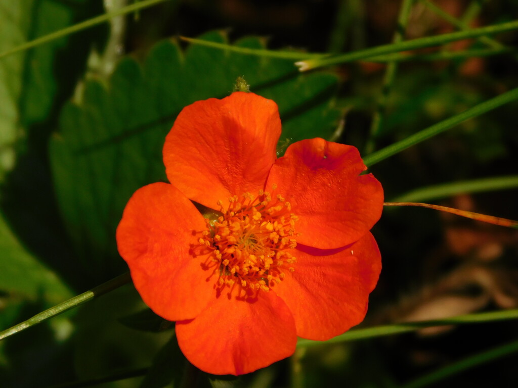 potentilla by anniesue