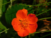 26th Jul 2024 - potentilla