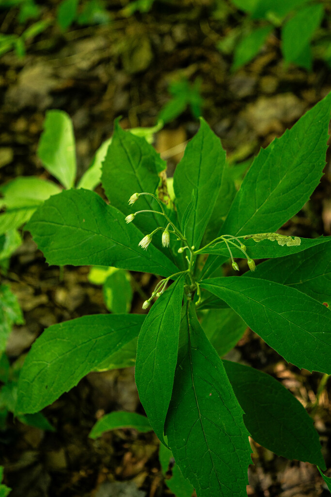 Forest plant by darchibald