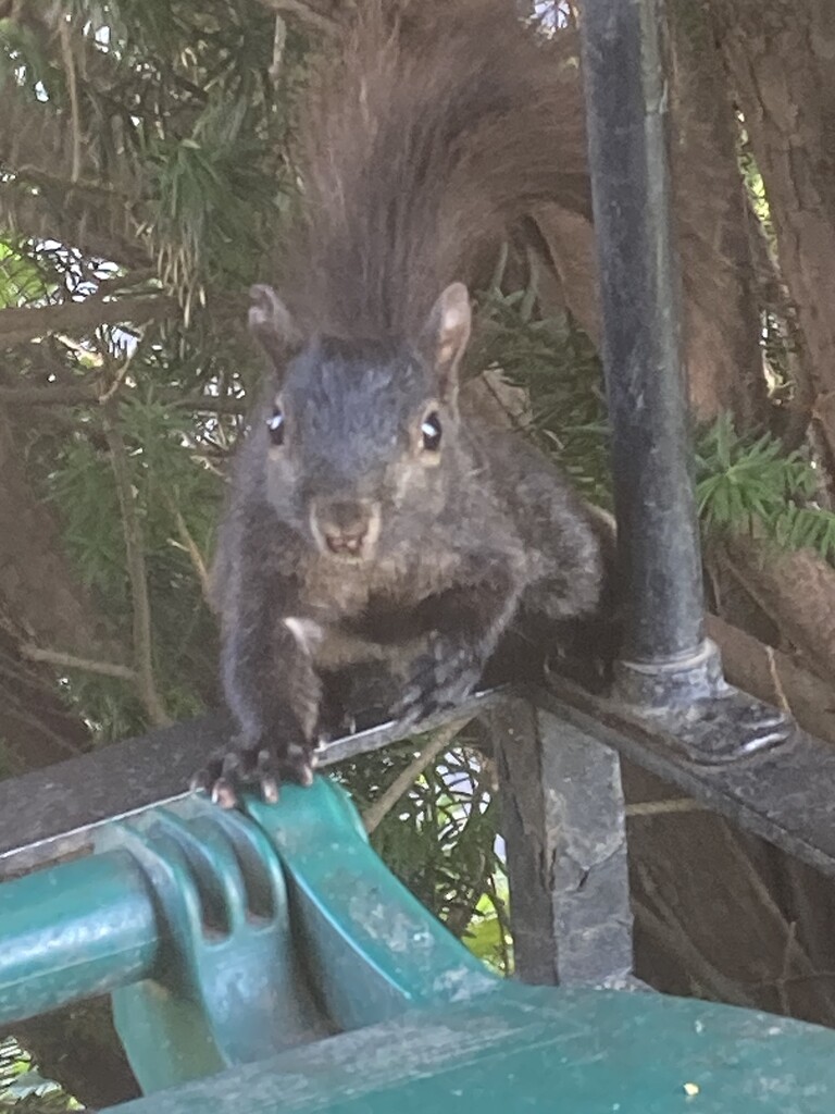 He Wants a Peanut! by spanishliz