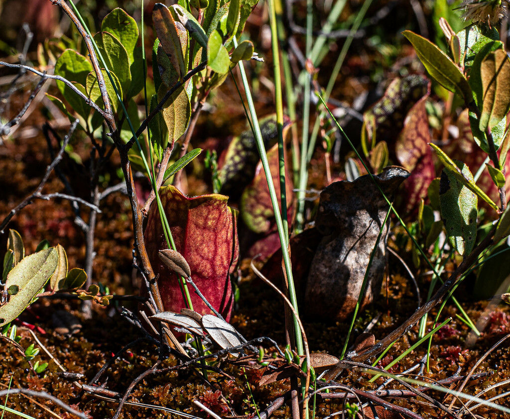 Pitcher Plant by darchibald