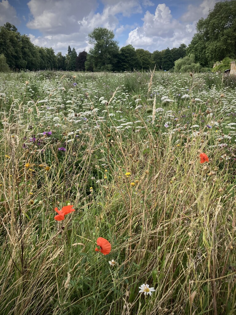 King’s Wild Flowers  by g3xbm