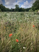 27th Jul 2024 - King’s Wild Flowers 