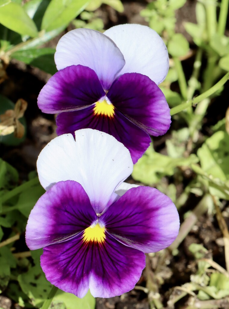 Pansies  by jeremyccc