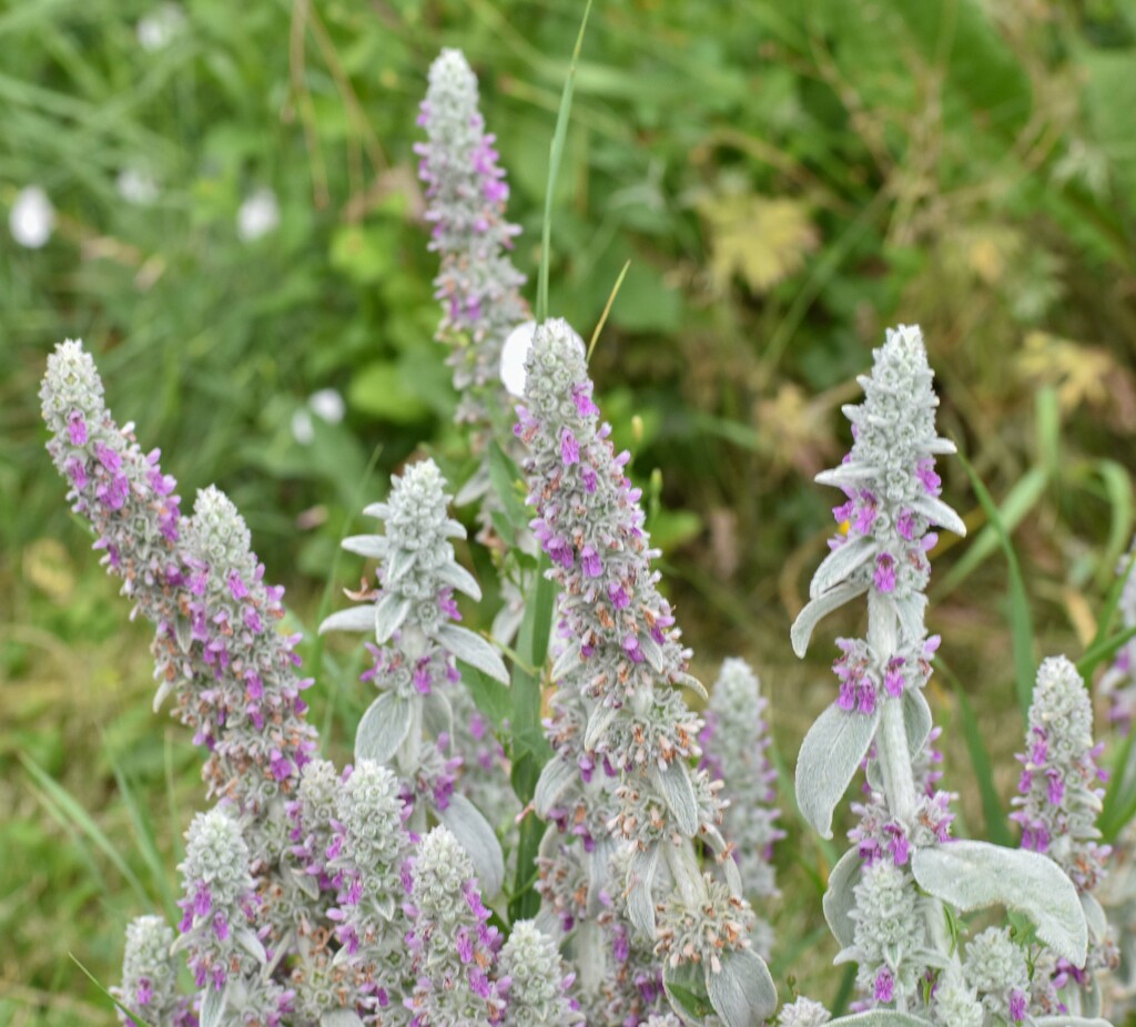 Lamb's Ear by bjywamer