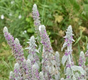 26th Jul 2024 - Lamb's Ear