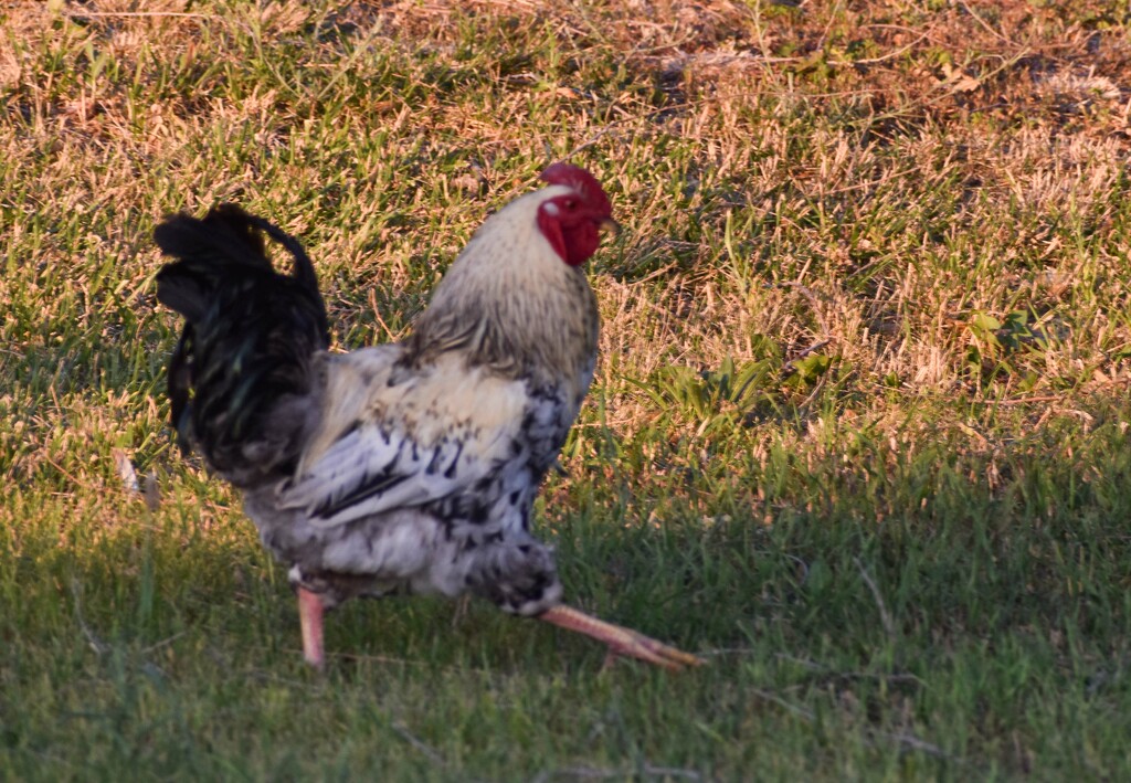 Struttin' His Stuff... by bjywamer