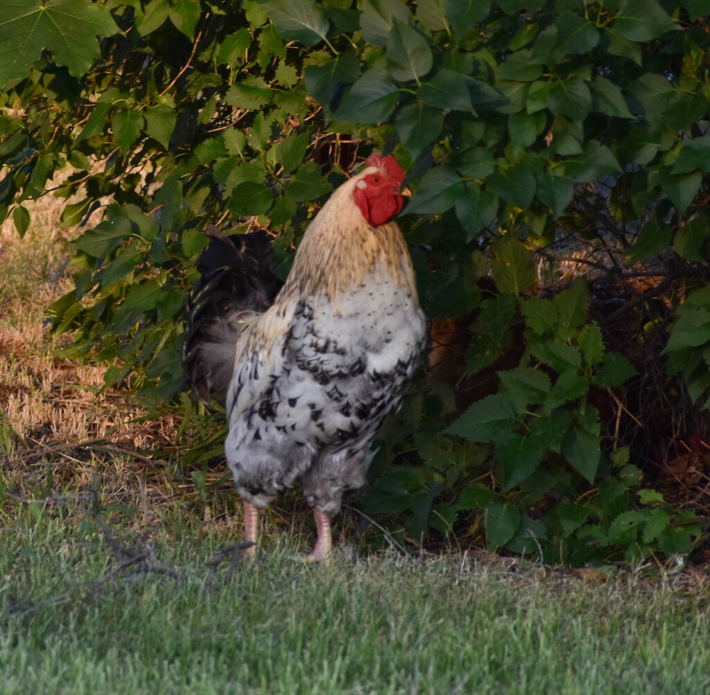 Our Early Morning Visitor... by bjywamer