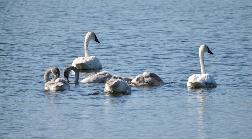 Swan Family by bjywamer