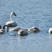 Swan Family by bjywamer