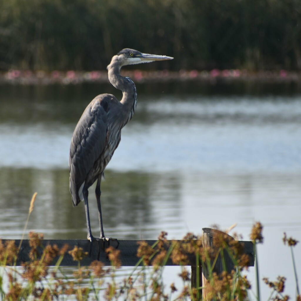 Great Blue Heron by bjywamer