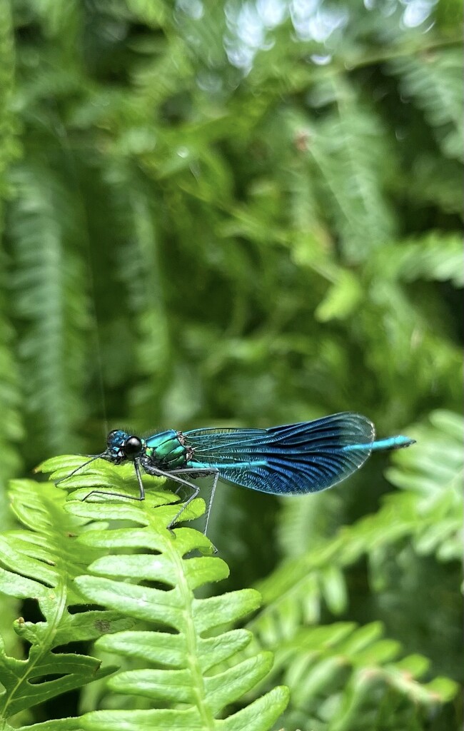 Banded demoiselle by pattyblue