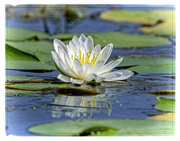 26th Jul 2024 - Water Lily