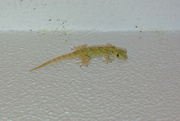 26th Jul 2024 - Common Gecko???