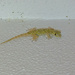 Common Gecko??? by augusto
