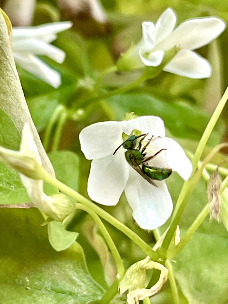 Little Green Wasp by pej76