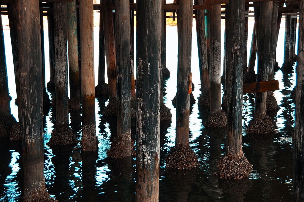 Barnacle Pillars by joysfocus