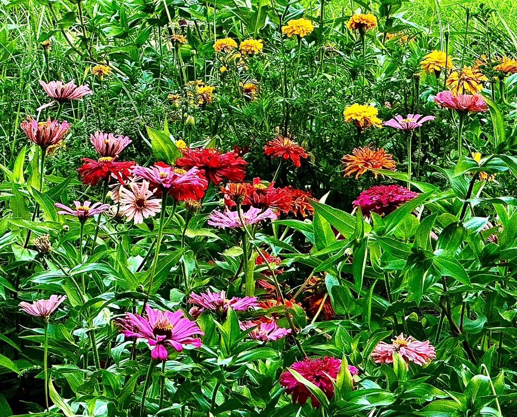 Zinnias in their summer glory by congaree