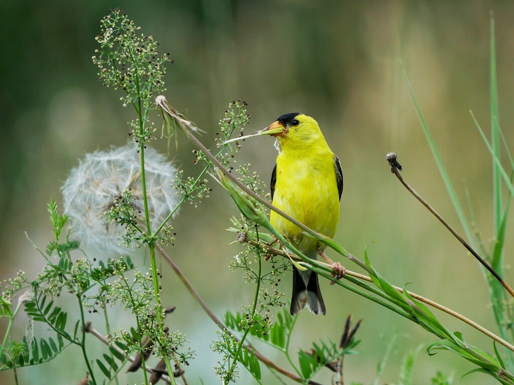 Different finch, different field, same walk by ljmanning