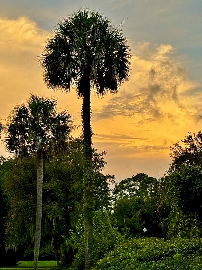 Sunset at the park by congaree