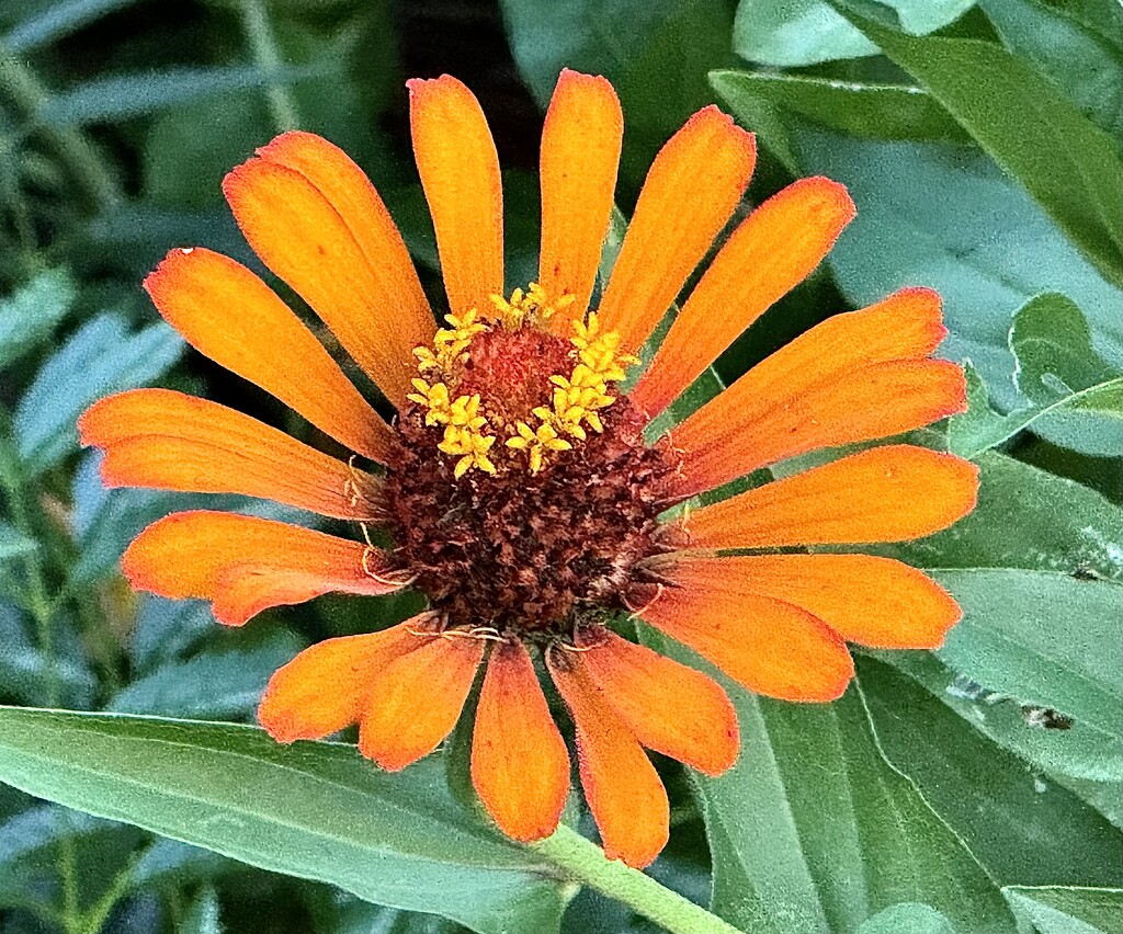 Zinnias have so many brilliant colors by congaree