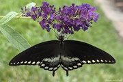 20th Jul 2024 - Spicebush Swallowtail