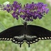 Spicebush Swallowtail by rhoing