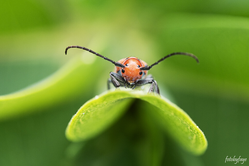 Little Red Milkweed Bug by fayefaye