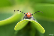 26th Jul 2024 - Little Red Milkweed Bug