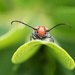 Little Red Milkweed Bug