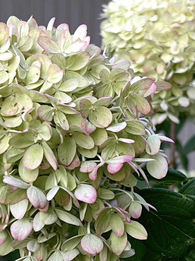 Hydrangea  by calm