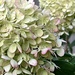 Hydrangea  by calm