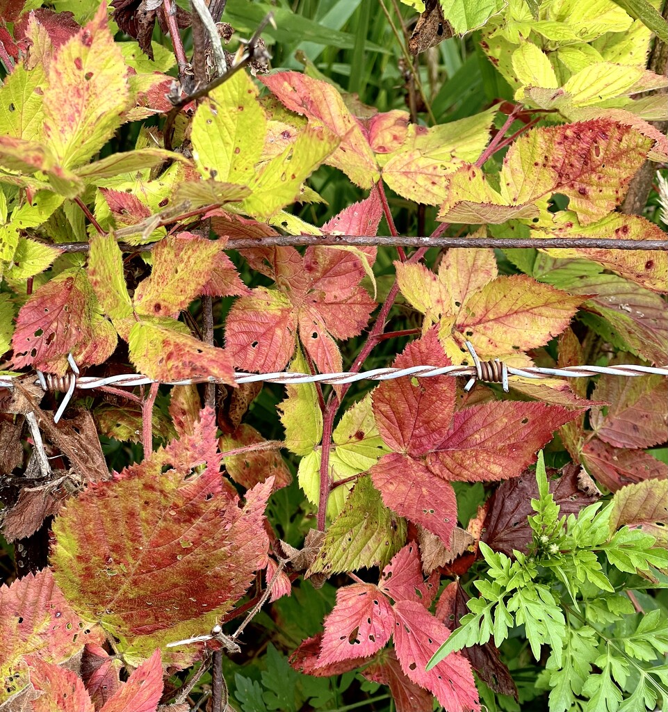 Blackberry Leaves by calm