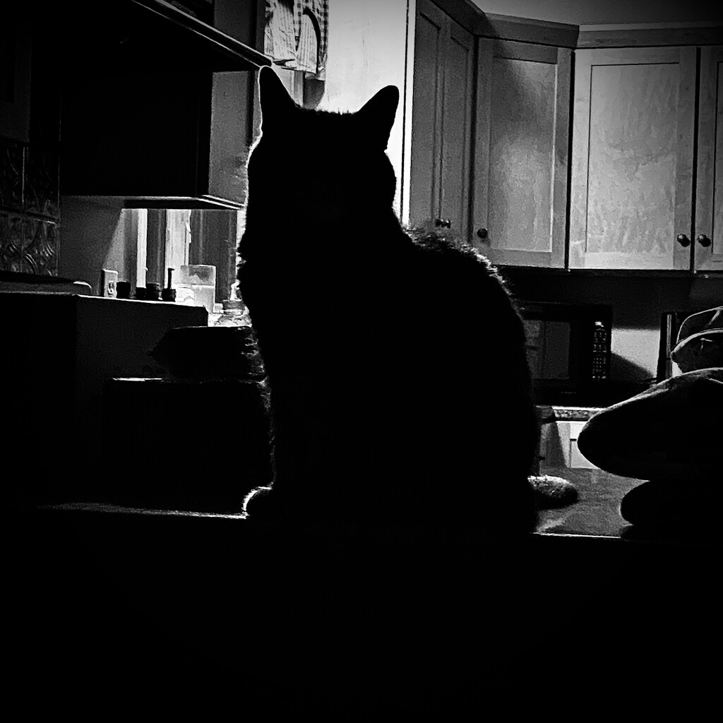 Feline Silhouette On Kitchen Cabinets by rickaubin