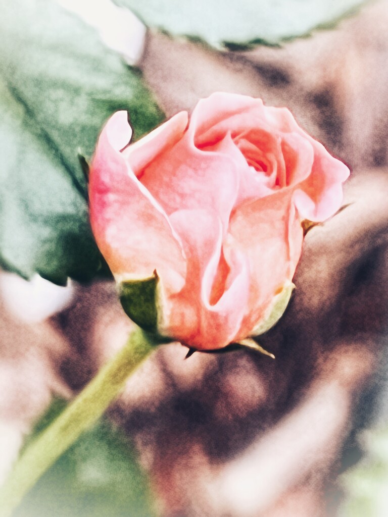 rosebud, edit by amyk