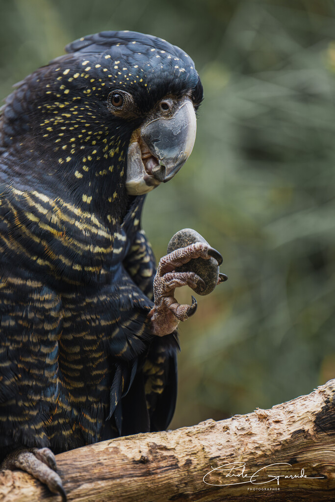 Red tailed cockatoo by yorkshirekiwi