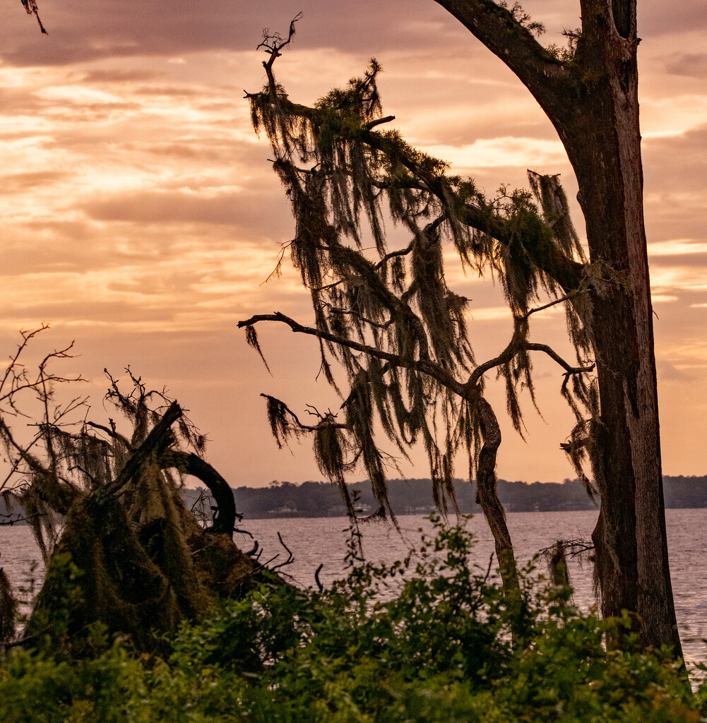 Cypress Tree and the Moss! by rickster549