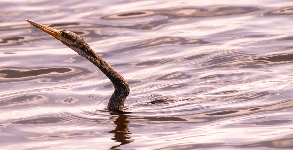 Anhinga Coming Up for a Breath of Air! by rickster549