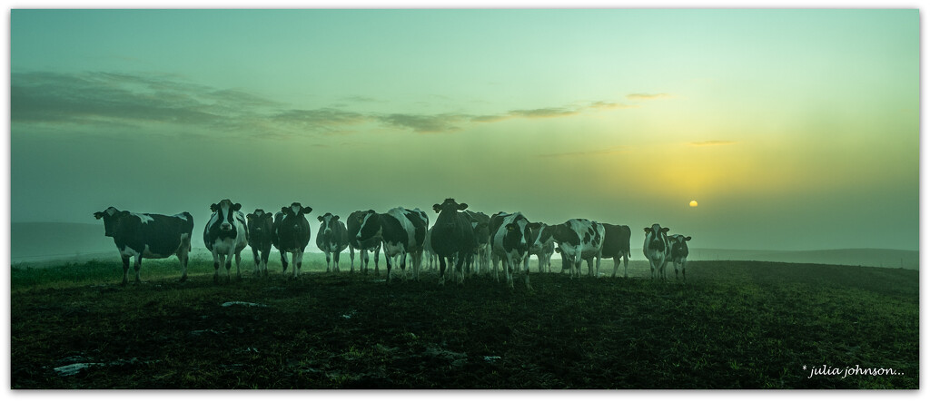 Ladies in waiting and a misty sunrise.. by julzmaioro