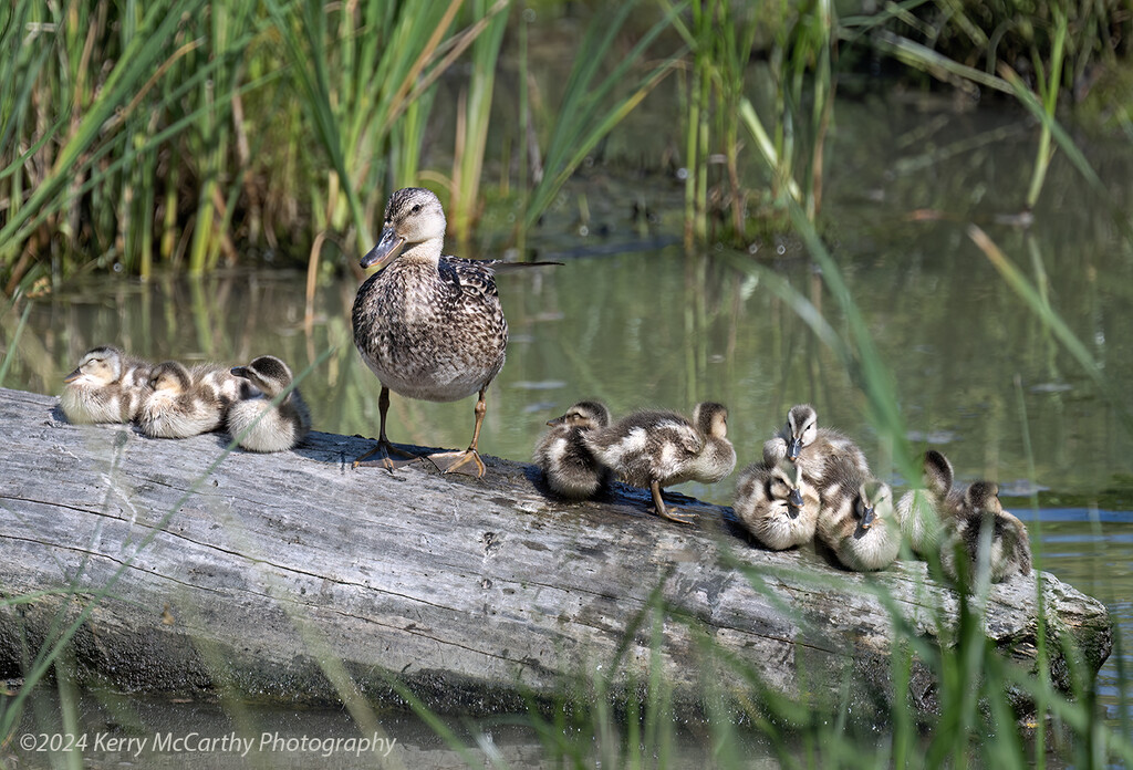 Busy mom by mccarth1