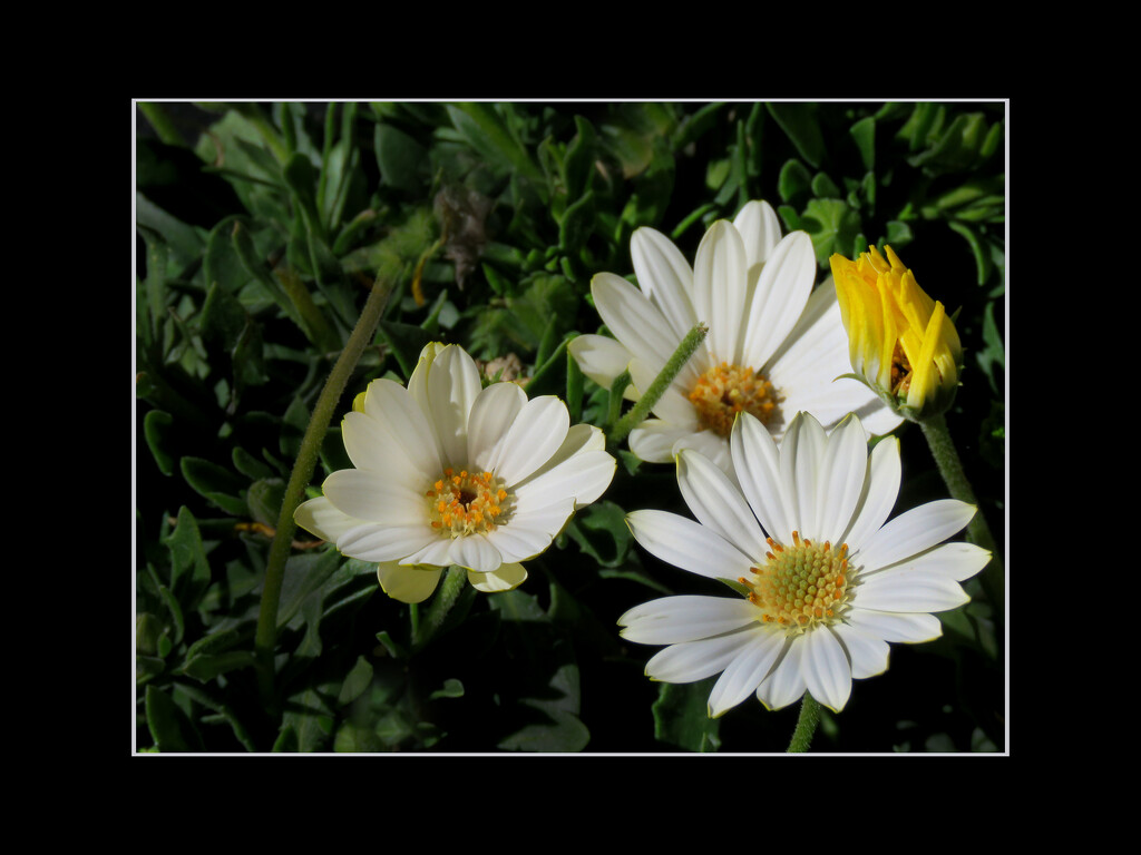 A little bit of color in wintertime by sdutoit