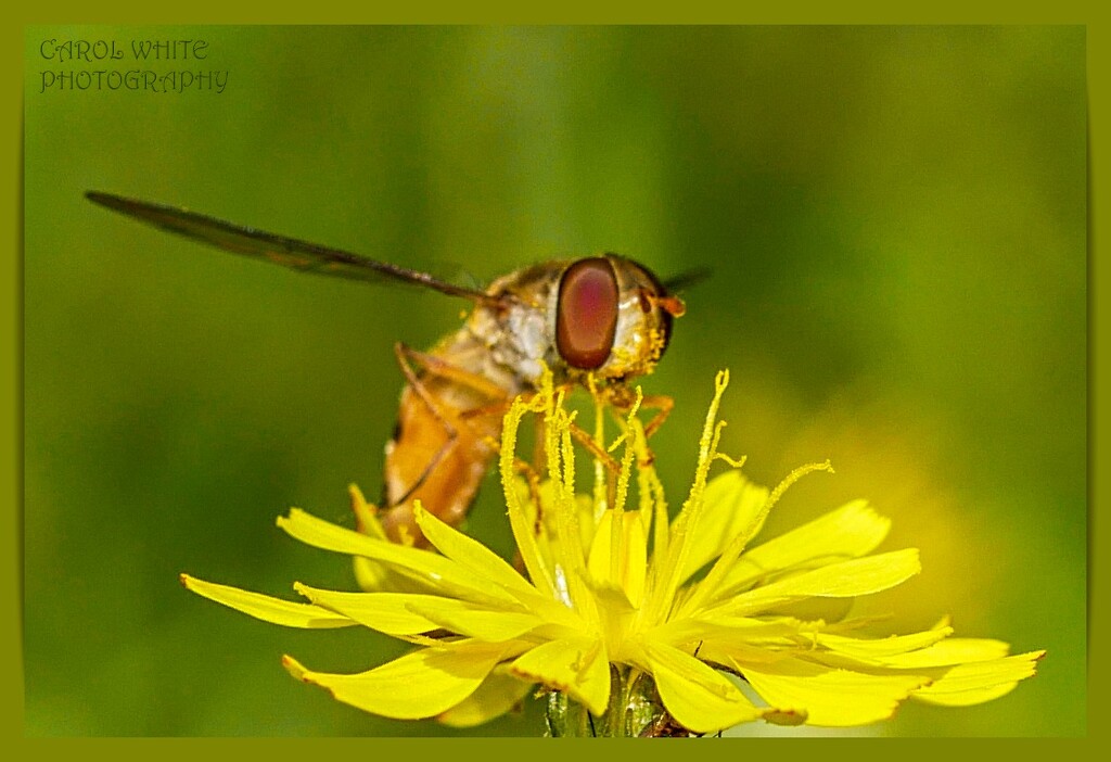 Hoverfly by carolmw