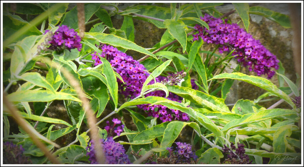 Buddleia but where are the butterflies?  by beryl