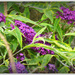 Buddleia but where are the butterflies?  by beryl