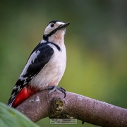 26th Jul 2024 - Common Woodpecker.