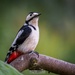 Common Woodpecker. by bobby5722