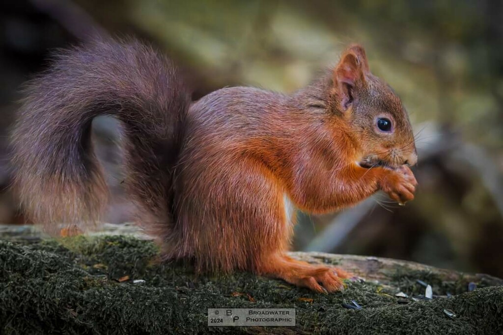 Red Squirrel. by bobby5722