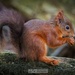 Red Squirrel.