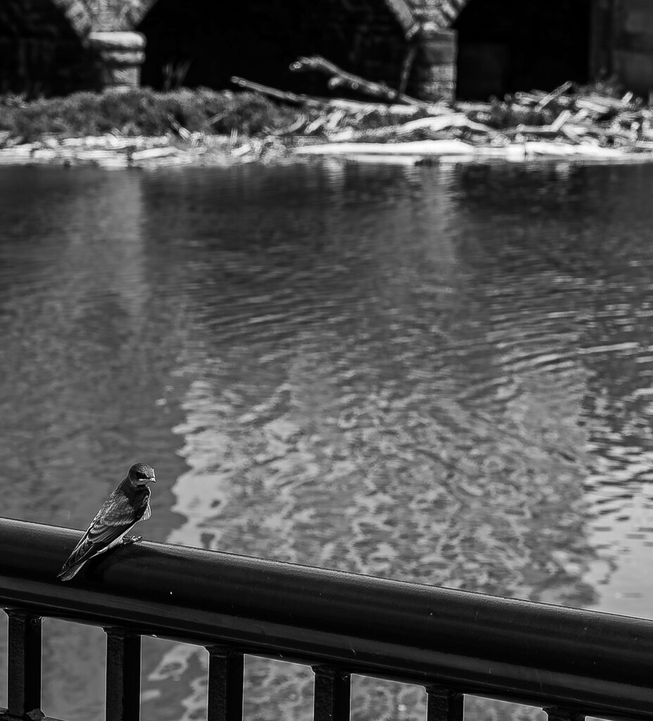 Swallow on a railing by darchibald