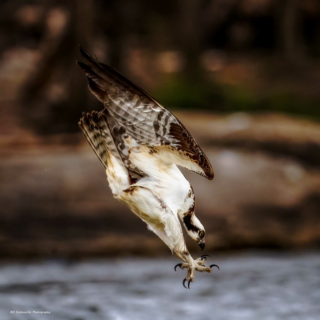 Dive! by photographycrazy